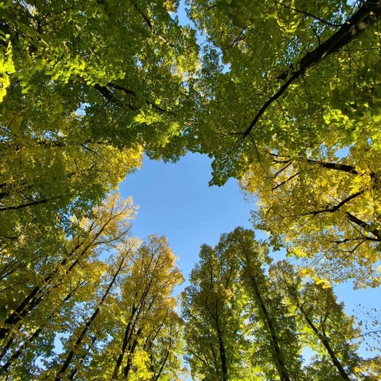 Gruppe von Bäume, von unten fotografiert